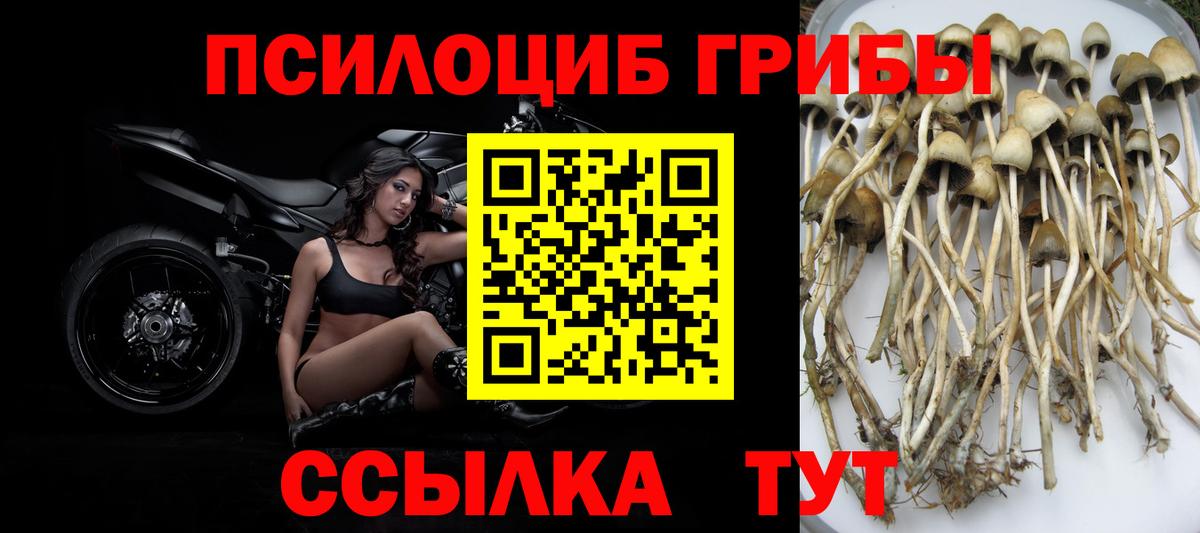 Галлюциногенные грибы Psilocybine cubensis Заинск
